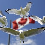 gulls-540791_960_720
